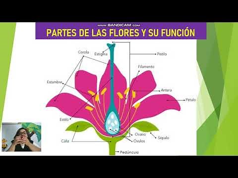 PARTES DE LA FLOR Y SU FUNCIÓN