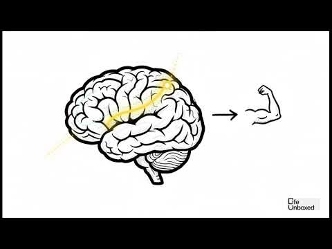 The Secret to Mind-Body Control: How Biofeedback Turns You into a Performance Superhero