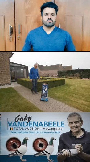 2.1K reactions · 50 shares | Gaby Vandenabeele Racing Pigeon History | Full Bloodline, Records & Legacy #GabyVandenabeeleBloodline #Bliksem #Wittenbuik #Kleinen #GabyVandenabeeleHistory #GabyVandenabeeleBloodline #gaby | Topflight Racing Pigeon Loft | Facebook