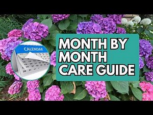 Hydrangea Care Calendar: Month-by-Month Guide for Big Blooms | How to Grow Hydrangeas