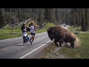 The Most HORRIFYING Bison Attacks (2025)