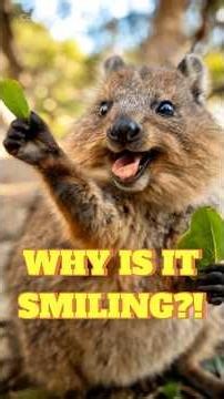 Why Is This Australian Animal Always Smiling?! #Quokka #AnimalFacts #Wildlife #Australia #Shorts