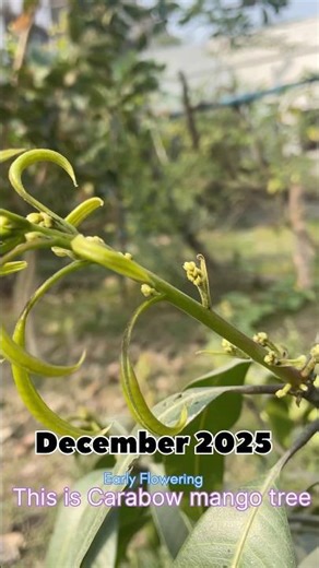 December Mango Flowers 🥭 | Carabao & Thai Varieties #mangovarieties #carabaomango #fruit #mangotrees