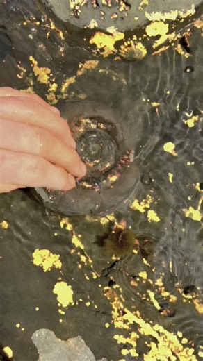 Here is an ammonite rock that we found and opened up on the beach with our trusty hammer 🏝🌊 Inside, a beautiful Dactylioceras tenuicostatum ammonite from the Jurassic 😍🦑 This ammonite is around 185 Million Years Old 💀 If you’d like an ammonite rock to crack open, please message us directly on yorkshire fossils or visit our website yorkshirefossils.NET 🦕 For more videos, check out our YouTube channel Yorkshire Fossils 🏝 Thanks for supporting our page! 🐊 #natural #nature #fossil #fossils #