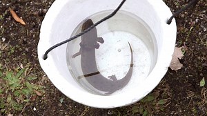 7.7K views · 19 reactions | The future of the mudpuppies is threatened, but with help from Shedd Aquarium and American Humane, their future is looking brighter. Watch more on tomorrow's Chicken Soup for the Soul's Hidden Heroes. | Hidden Heroes | Facebook