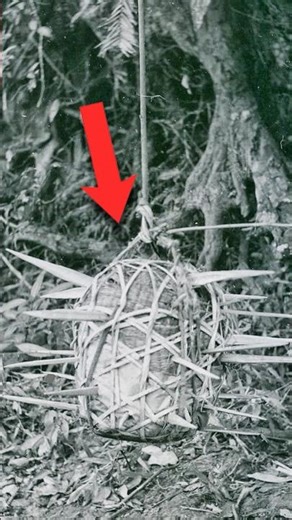 Vietnam War: The Jungle That Punished Every Step