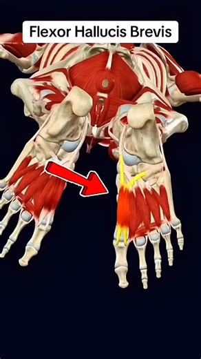 Flexor hallucis brevis 例禮 #muscle #anatomy #education #viral #fitlife | Studymed G | Facebook