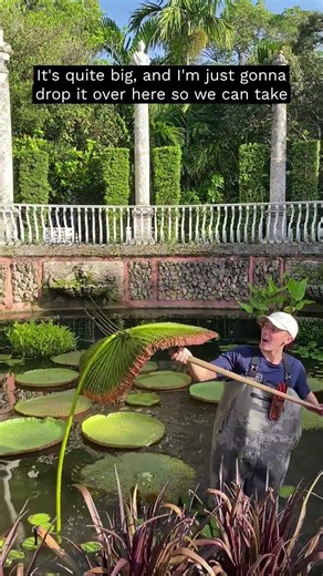 This Is How We Care for Vizcaya’s Lily Pool 🌿