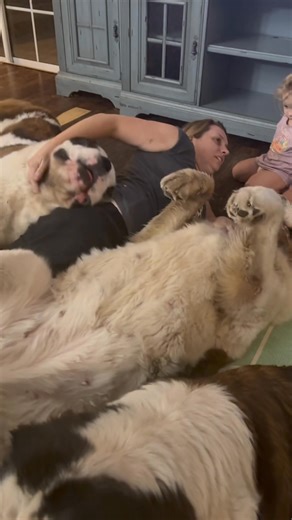 #dog #lovestory #loveyou #doglover #fypageシ #2025reels #feelgood #feelingblessed #happy #cuddles #kisses #saintbernard #therapydog | Saint Bernards by Breedify