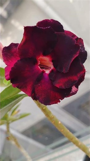 Magical black rose double petal adenium blooming #adenium #flowers #viral #shorts #shortsfeed