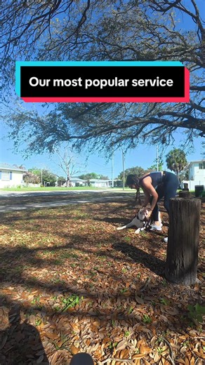 30-Minute Dog Walk: Join Our Popular Service