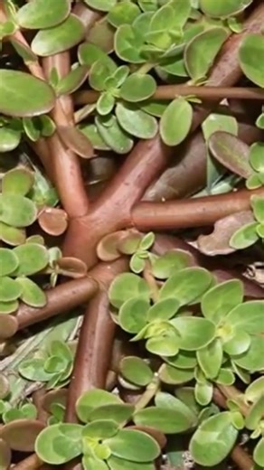 إذا رأيت هذا النبات احضره فوراً الى منزلك... ستحمد الله كثيراً !! | Lolo 7 لولو