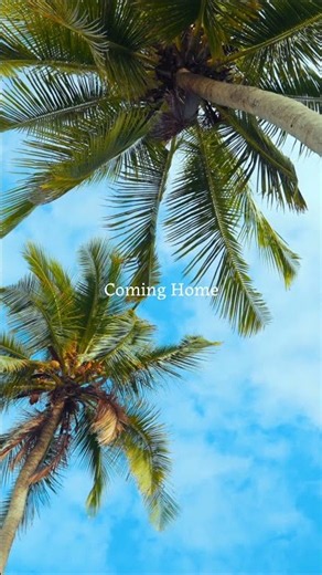 🌺 Gentle Hawaiian Music with Morning Light & Ocean Waves 🌺 Vol.1｜BGM for Work & Relax