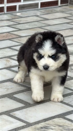 #shorts husky blue eyes Male puppy available Jack sidhu moose wala music