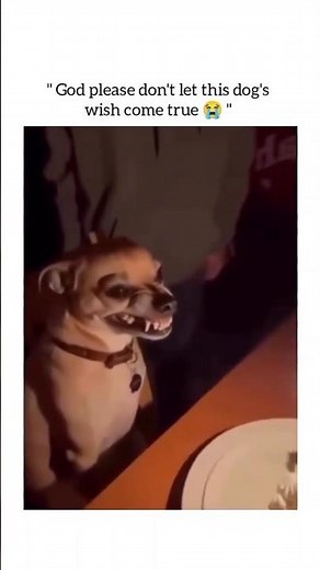 Memes From The Discord Dumpster