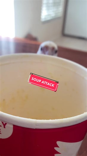 Surviving a Startling Encounter with Soup the Cockatiel