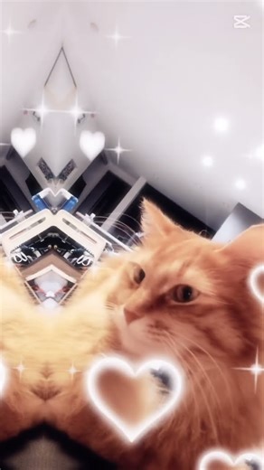 初めて CAP CUT の テンプレート使ってみた