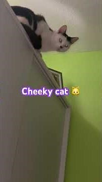 Cat sneaks into our bedroom 😹 #cat #cute