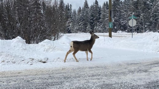 application period for non-resident deer and elk tags announced