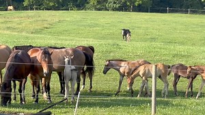 29K views · 1.3K reactions | Tranquil morning after a brief shower. Everything is crisp and clean. | Horses of Sundance Meadows | Facebook