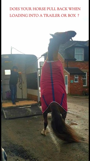 Tips to Prevent Your Horse from Pulling Back While Loading
