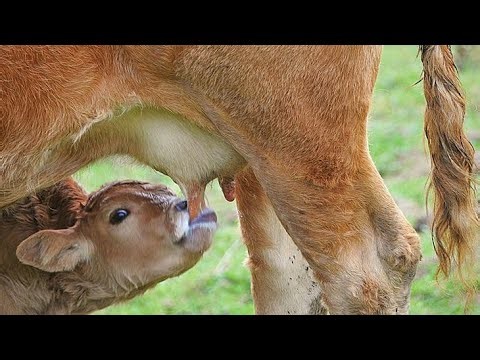 Cute Hungry Calf Drinking Milk from Mother Cow | Peaceful Village Farm Life 🐄🥛