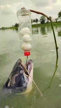 Amazing 10 KG Wallago Catch Using Fish Trap #WallagoFishing #FishTrap #TrapFishing #BigFish #shorts