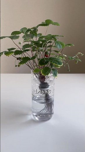 Easy strawberry cultivation with plastic bottles／ペットボトルで簡単いちご栽培