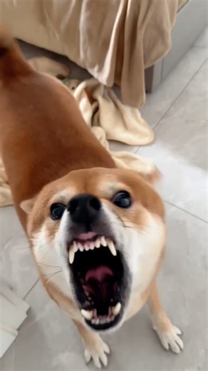 angry dog barking sound effects #rottweiler #angrypuppy #cuteanimal #pets #angrydog #cutepet #funny