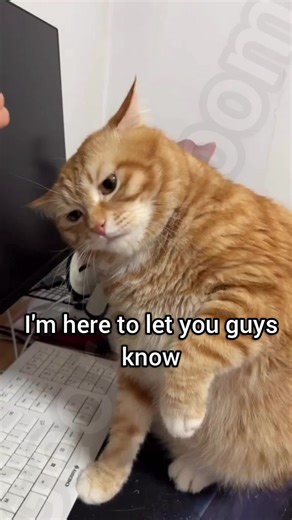 Understanding Cat Language for Fun and Laughter