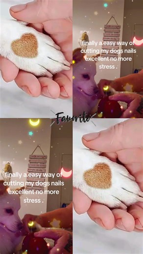 Easy Nail Trimming for Pets