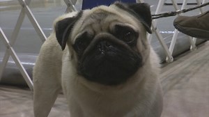 Local dog show bringing in more than just canines - 47abc