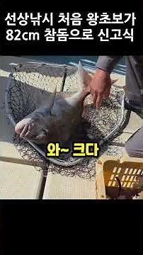 My first ever catch was an 82cm red sea bream? #shorts #redseabream #absolutebeginner