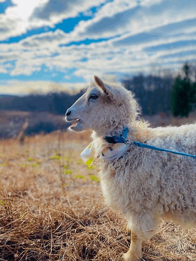Goat Walks - Clover Brooke Farm in Hyde Park, NY — % Llama Alpaca Hikes near me