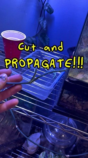 Satin pothos (Scindapsus pictus) is a vining houseplant known for its dark green, heart-shaped leaves with silvery-grey spots. This lengthy plant was pushing 25 feet of vine and needed a complete chop! Placed in perlite and spagnum moss, we’ll come back in 3 weeks and check the root systems before planting them in a single pot! #Pothos #plantdad #propagation #greenthumb | Garrett Rundle