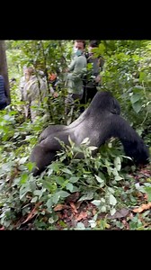An experience like no other—standing in the heart of the jungle as a mighty silverback casually strolls right by us. The thrill, the awe, the connection with nature—this is what gorilla trekking is all about. Moments like these stay etched in your memory forever. Nothing compares to being this close to the gentle giants of the wild!Marvel Gorilla Adventure info@marvelgorilla.com WhatsApp: 256 779 310 407. #SilverbackCloseUp #GorillaTrekking #WildlifeExperience #NatureAwe #BwindiImpenetrableFores