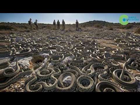 This Is Why THE ITALIAN LIZARD DISAPPEARED – The Culprit That TERRIFIED AMERICANS