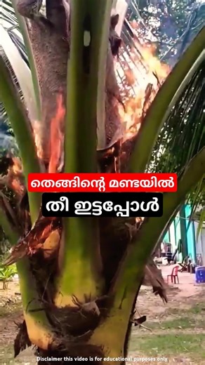 തെങ്ങിൽ തീ ഇടുന്നു