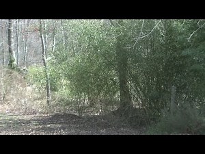 Invasive bamboo becoming a problem