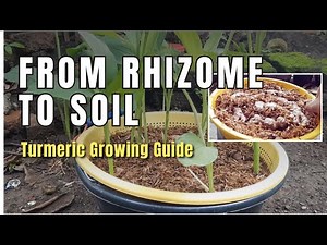 How to Grow Turmeric Properly | Complete Guide from Sprouting to Transplanting