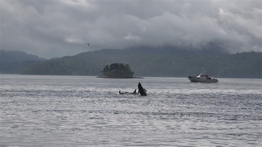 Northern Resident Orca the Matriarch of the I4's breaches. August 2018 #WildlifeAdventuresNEVI #northernresidents #orca #orca | Wildlife Adventures, North East Vancouver Island