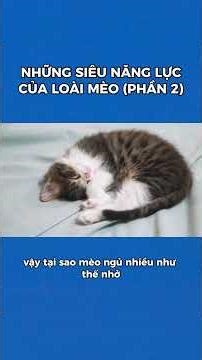Mèo Là Siêu Nhân - Top 8 Khả Năng Siêu Phàm Của Loài Mèo (Phần 2) | Bác Sĩ Trung