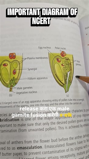 Pollen Tube Entry & Double Fertilization Diagram | NEET 2026 Revision