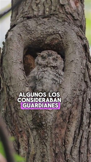 El guardián de la noche: el misterio del búho 🦉🌙