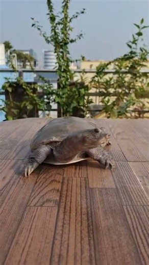 King Virat Kohli's pet #viratkohli #kingkohli #king #goat #shorts