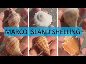 Shelling at the beach; Sea Shell Hunting at South Marco Island during negative low tide.