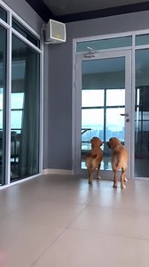 65K views · 983 reactions | Clingy fur babies殺 - I love working out with @sunny_goldie101.1 Syempre I’m using my @sammyj_jml home fitness full collection. Again, notice that POWER PANTS omg Get ur SAMMYJ FULL FITNESS COLLECTION NOW and bond with ur babies while getting fit at the same time.✨ #bamf #sammyj #sammyjfitnesscollection #furmom #proudmomofryandaniel | SammyJ | Facebook