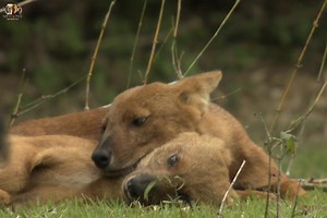 Pack Command - [ हिन्दी डाक्यूमेंट्री ] Part 2 , #nature #animals #discovery #wildworlddocumentary | Wild World