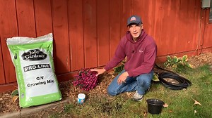 How to plant garden mums in your yard in the fall. It's easy to do, just follow these simple tips for getting chrysanthemums in the ground properly. Be sure to Follow us and Share with your friends! | Sharkey's Greenhouses