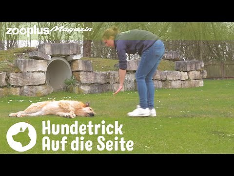 Hundetrick "Auf die Seite": Anleitung für Anfänger | zooplus Magazin